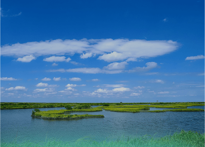 湿地水生态修复